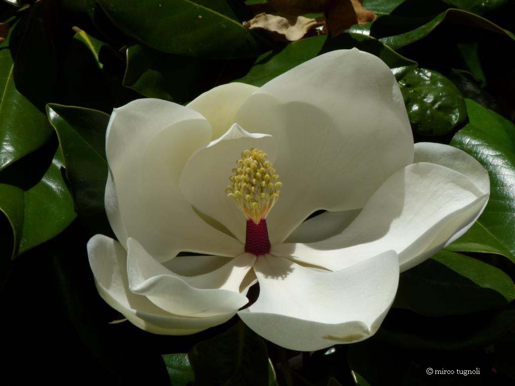 40_magnoliagrandiflora_comprfirm