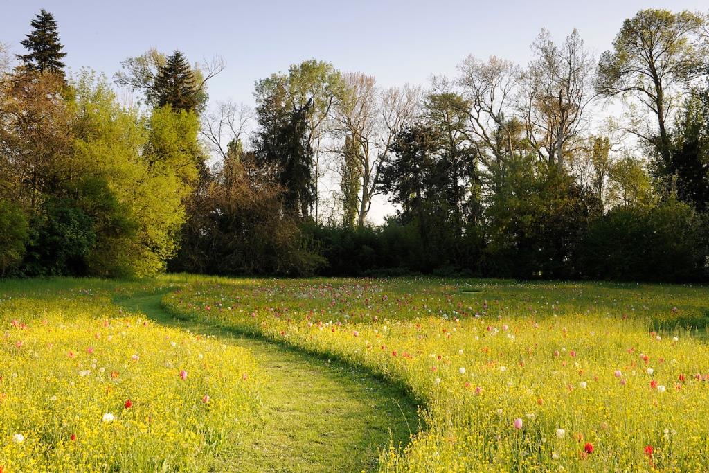 Villa Pisani Scalabrin - Tulips (16th April 2019)