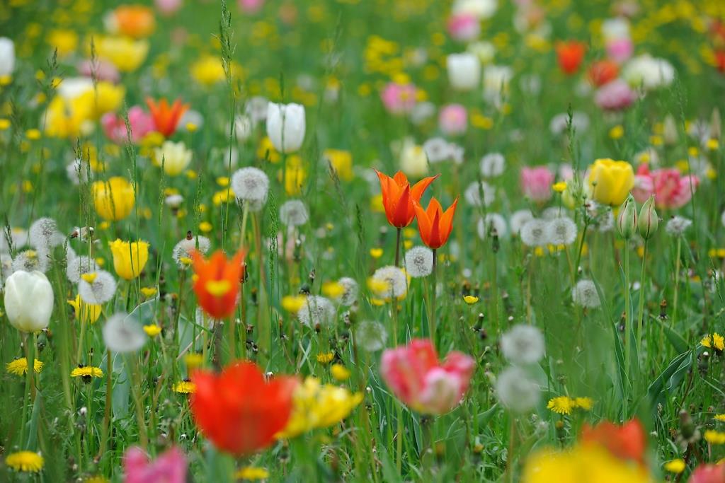 Villa Pisani Scalabrin - Tulips (16th April 2019)