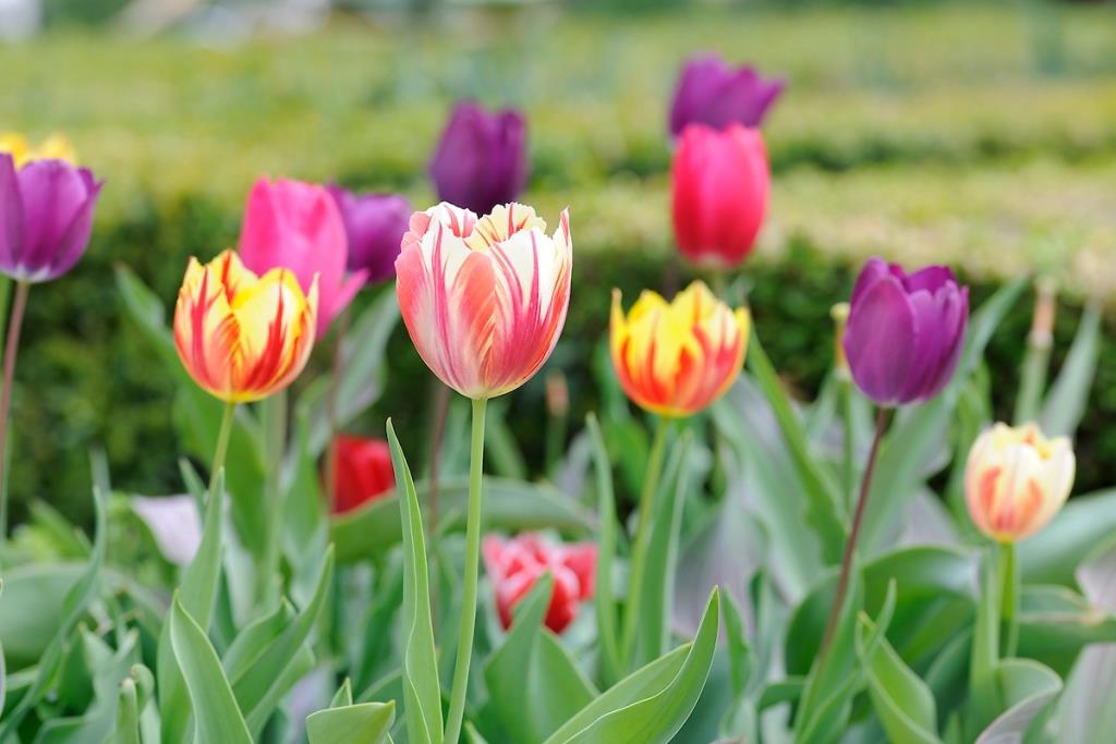 Villa Pisani Scalabrin - Tulips (16th April 2019)