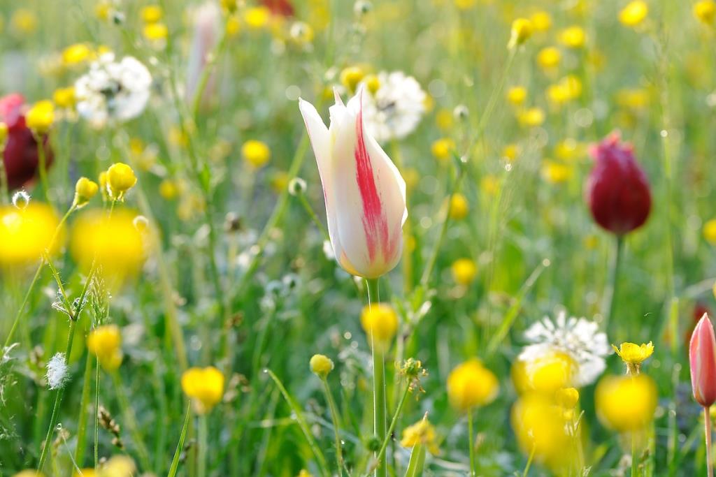 Villa Pisani Scalabrin - Tulips (16th April 2019)