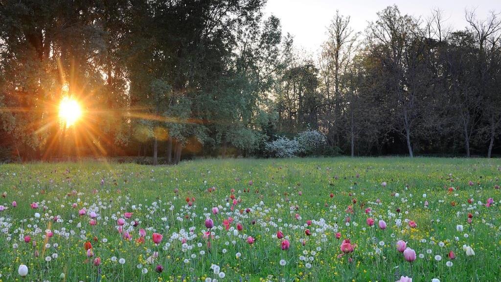 Villa Pisani Scalabrin - Tulips (16th April 2019)