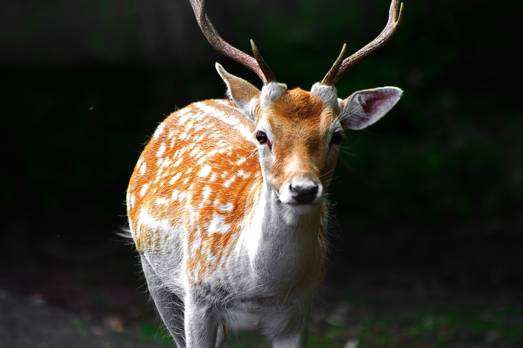 deer-1705102_1920