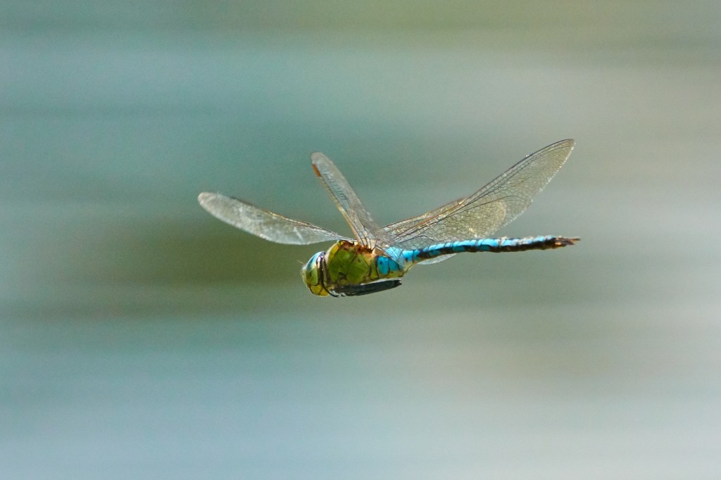 dragonfly-3736197_1920