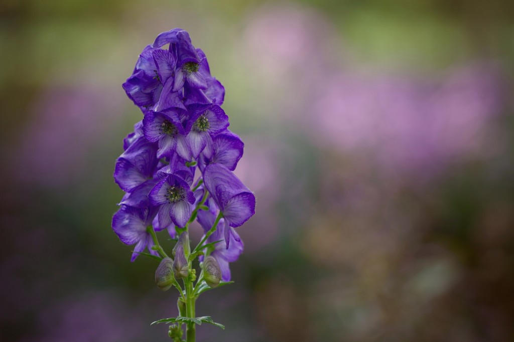 monkshood-5646809_1920_aconito