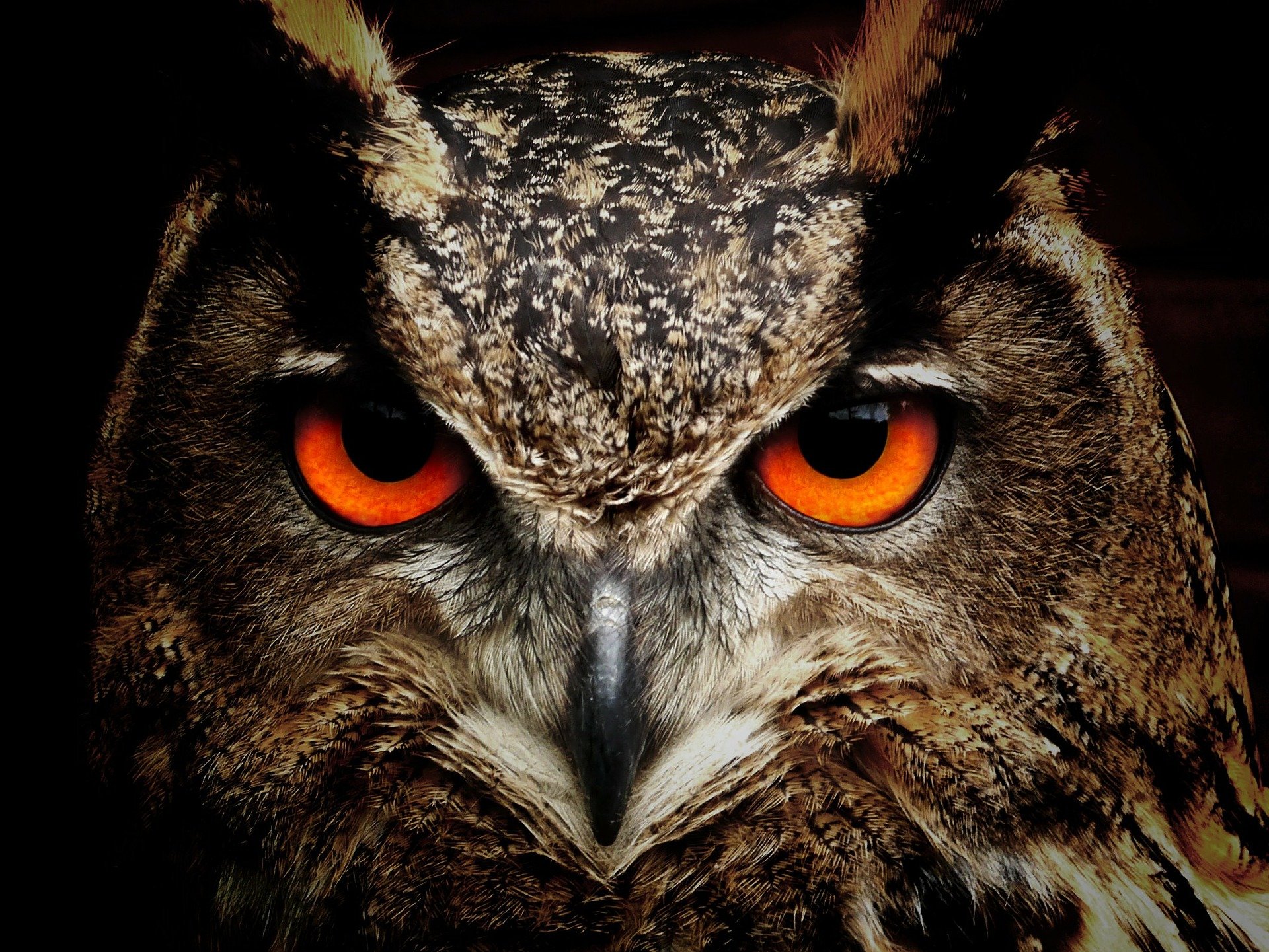 owl-50267_1920-1