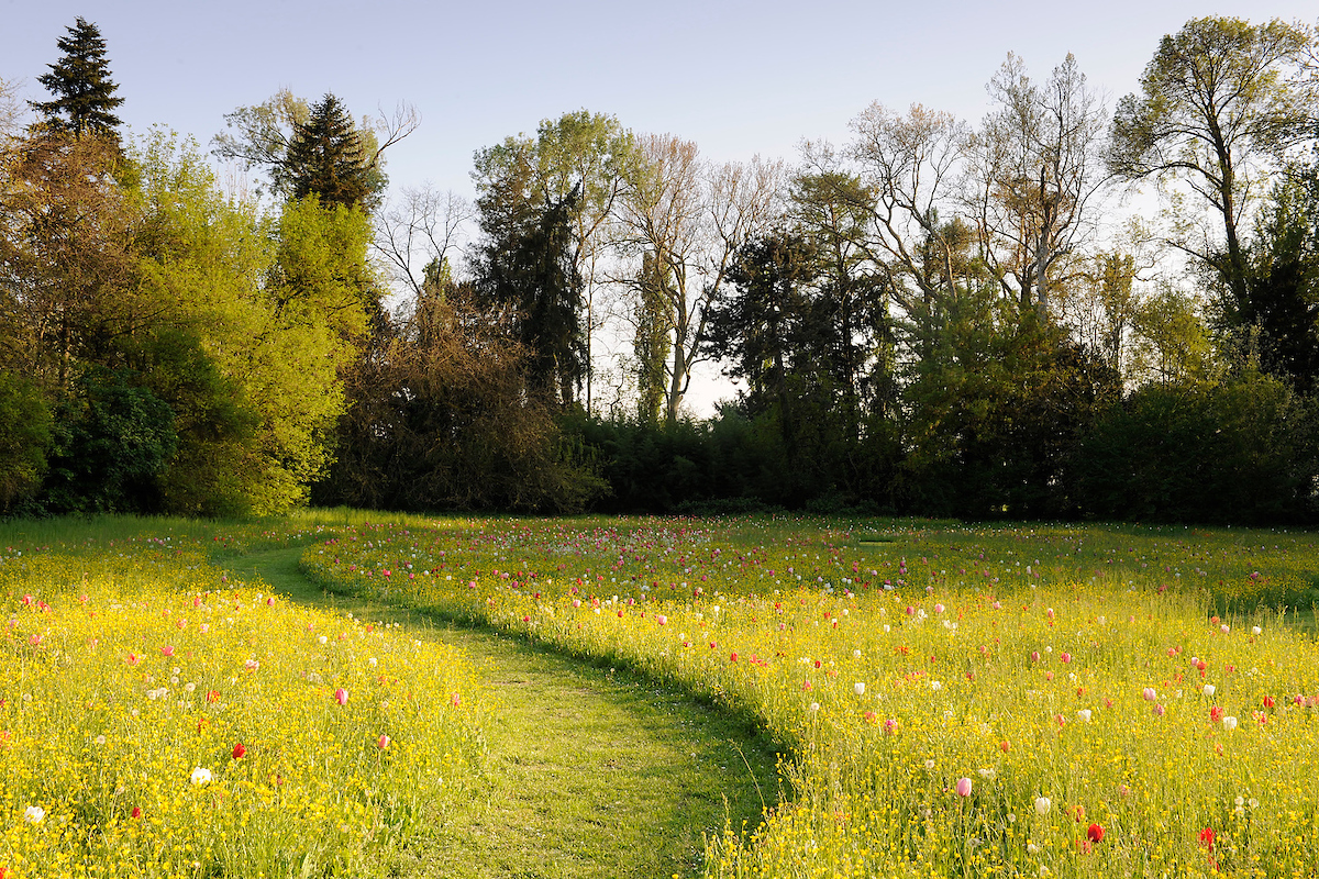 Villa Pisani Scalabrin - Tulips (16th April 2019)